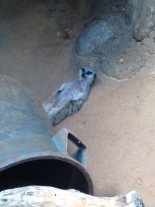 A very cute meerkat, whom was given the name Timon, loved posing for me