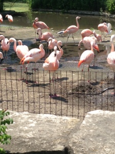Did you know that flamingos are really white? But the food they eat makes them pink. #funfactswithAlicia